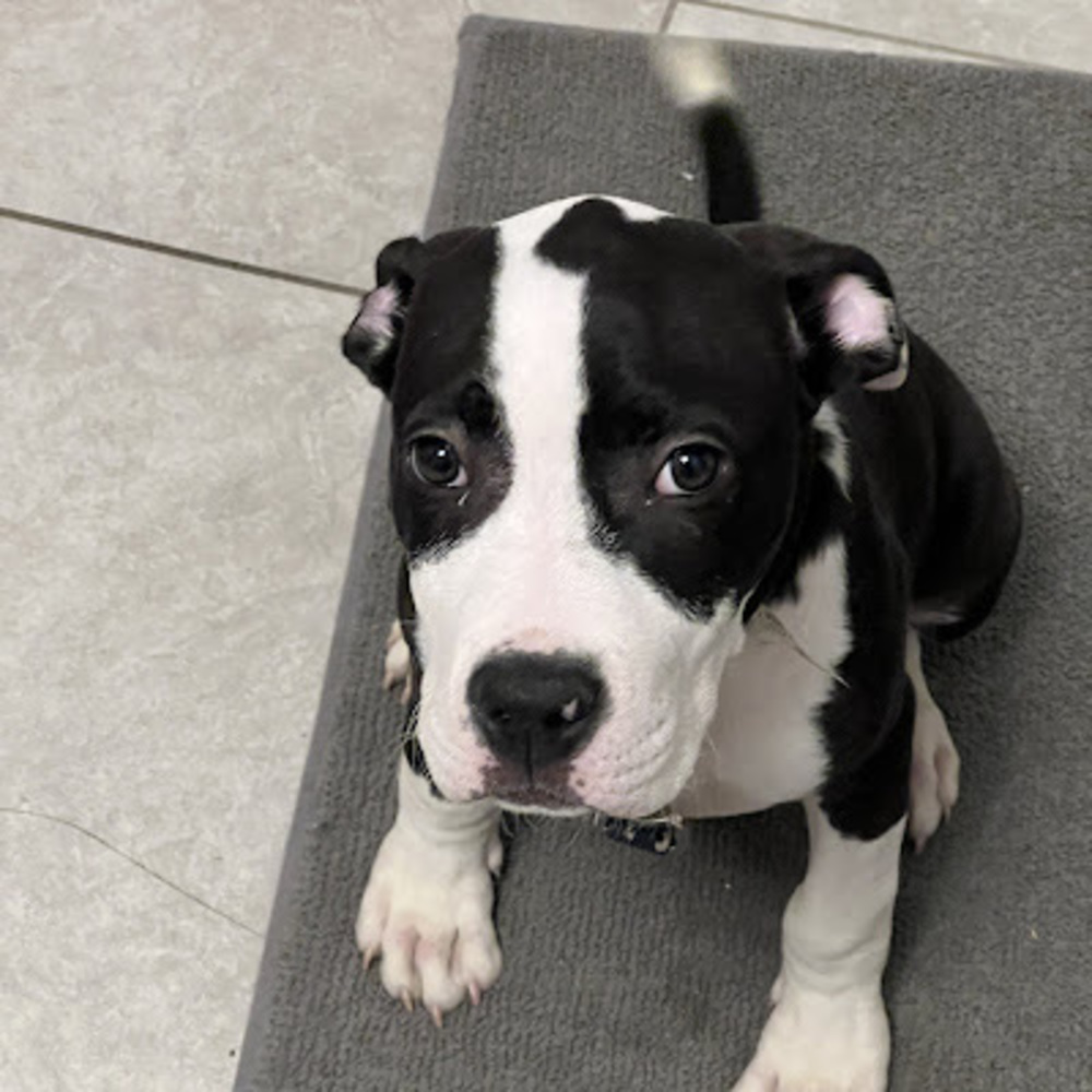 Meet your Posher, James